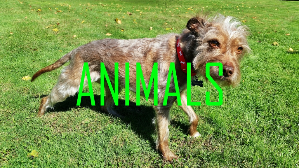 A small, brown terrier mix with a red collar in the grass. There is green lettering over the picture that reads "ANIMALS".

Click through for more ANIMAL photos